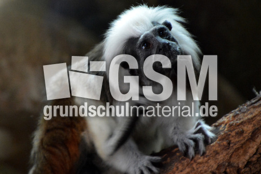 Lisztäffchen (1).jpg